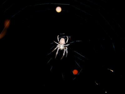 Spinne in der Nacht