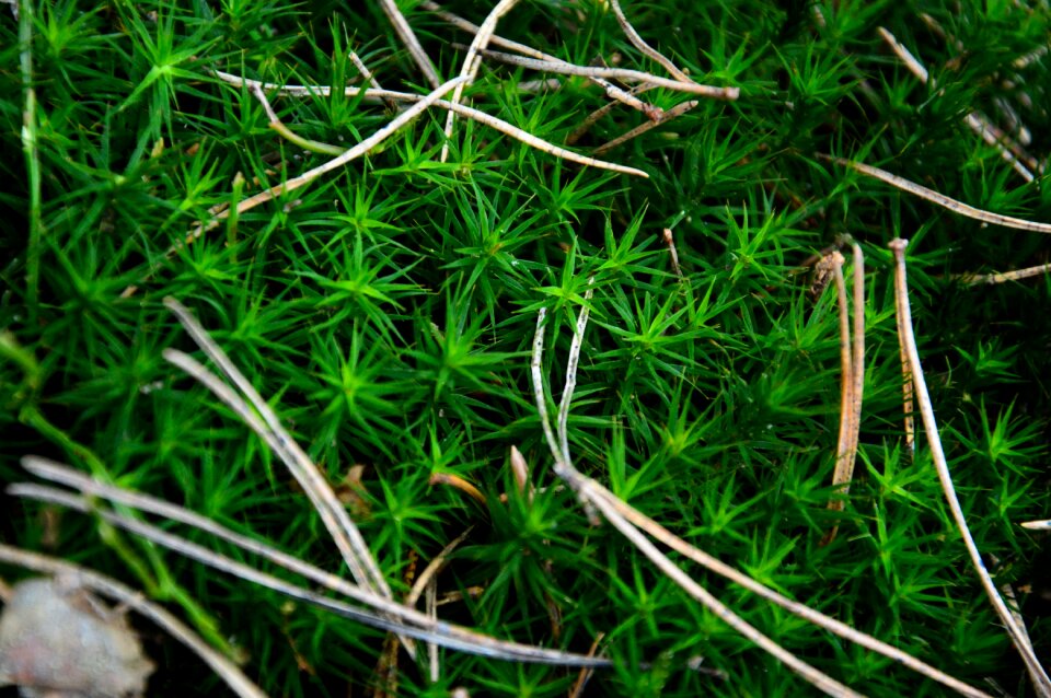 Tree nature forest