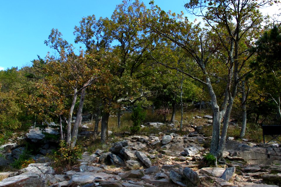 Basic Woodland at Harpers Ferry NHP