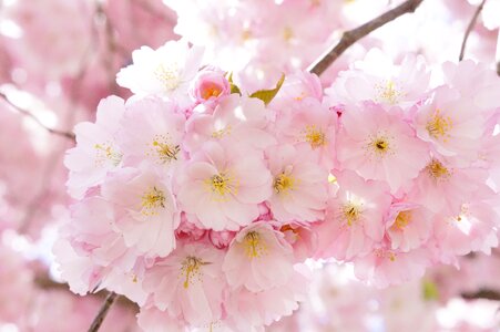 Cherry blossom pink blossom photo