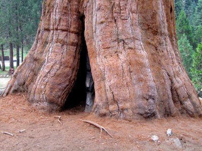 Sequoia NP in CA