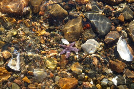 Water crystal seashell