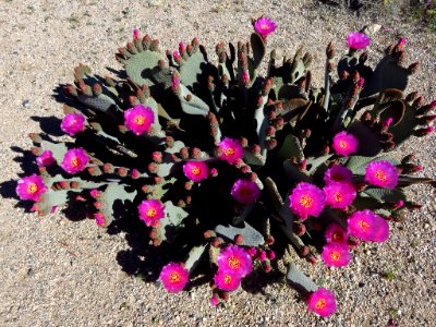 Cottonwood Spring with Wildflowers at Joshua Tree NP in CA