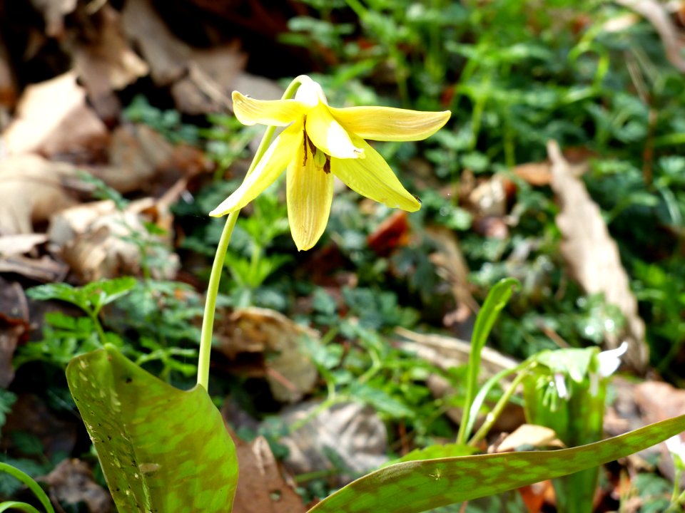 Yellow trout-lily