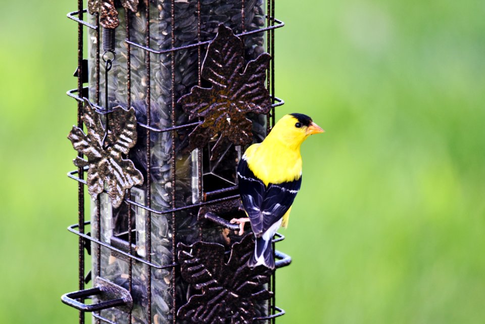 American Goldfinch