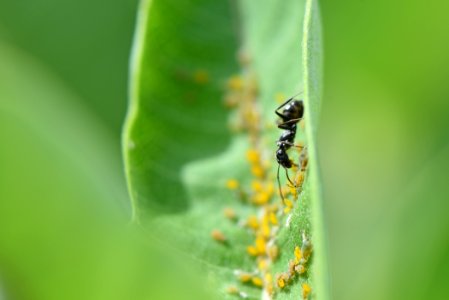 Ants and Oleander Aphids photo
