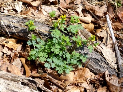 Yellow fumewort photo