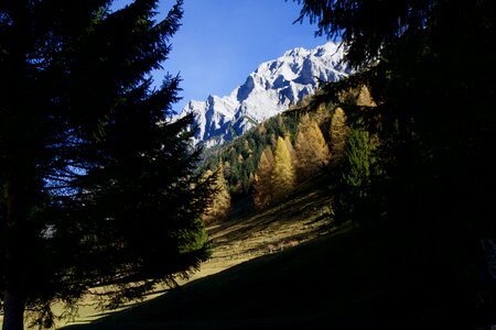 Fir tree pine autumn
