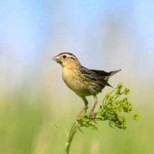 Bobolink photo