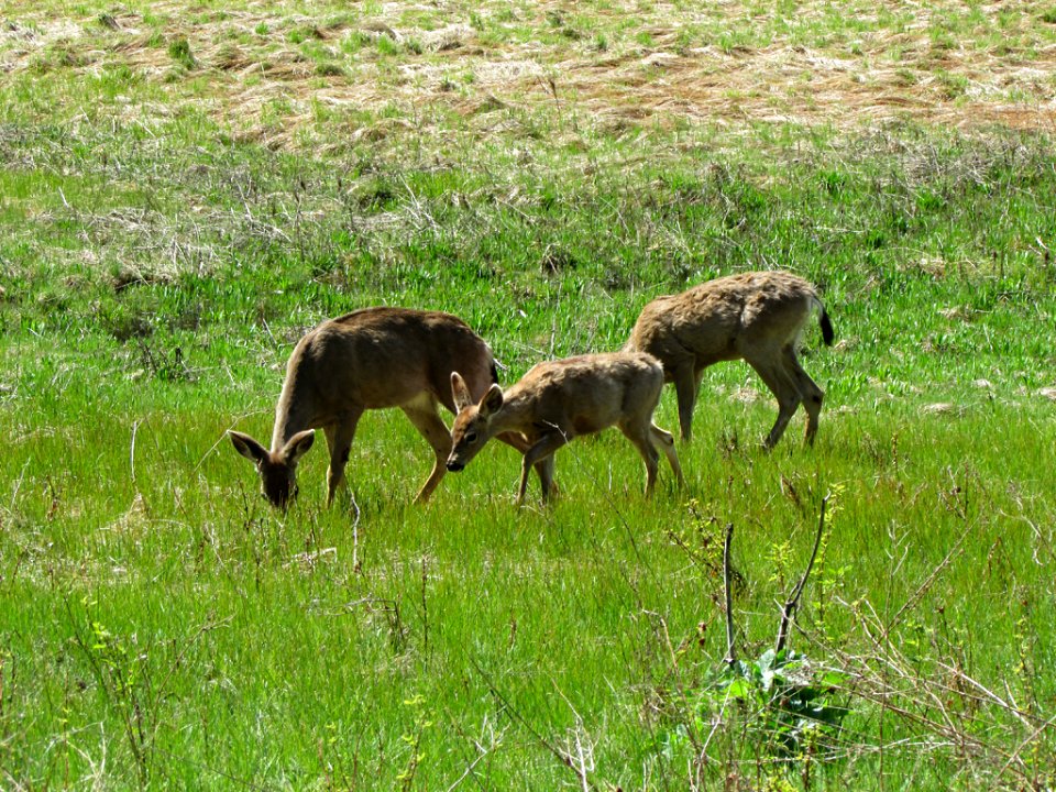 Deer at Yosemite NP in CA
