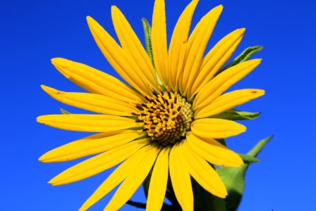 Compass plant