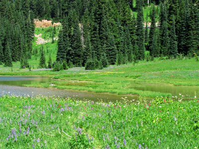 Tipsoo Lake Wildflowers at Mt. Rainier NP in WA photo