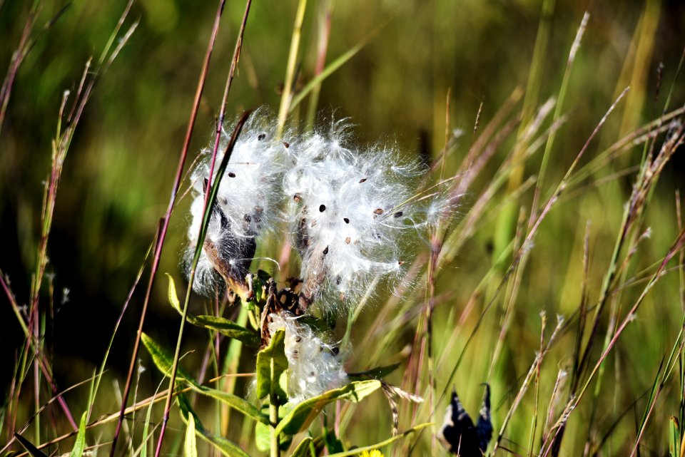 Butterfly milkweed seeds at Sherburne National Wildlife Refuge