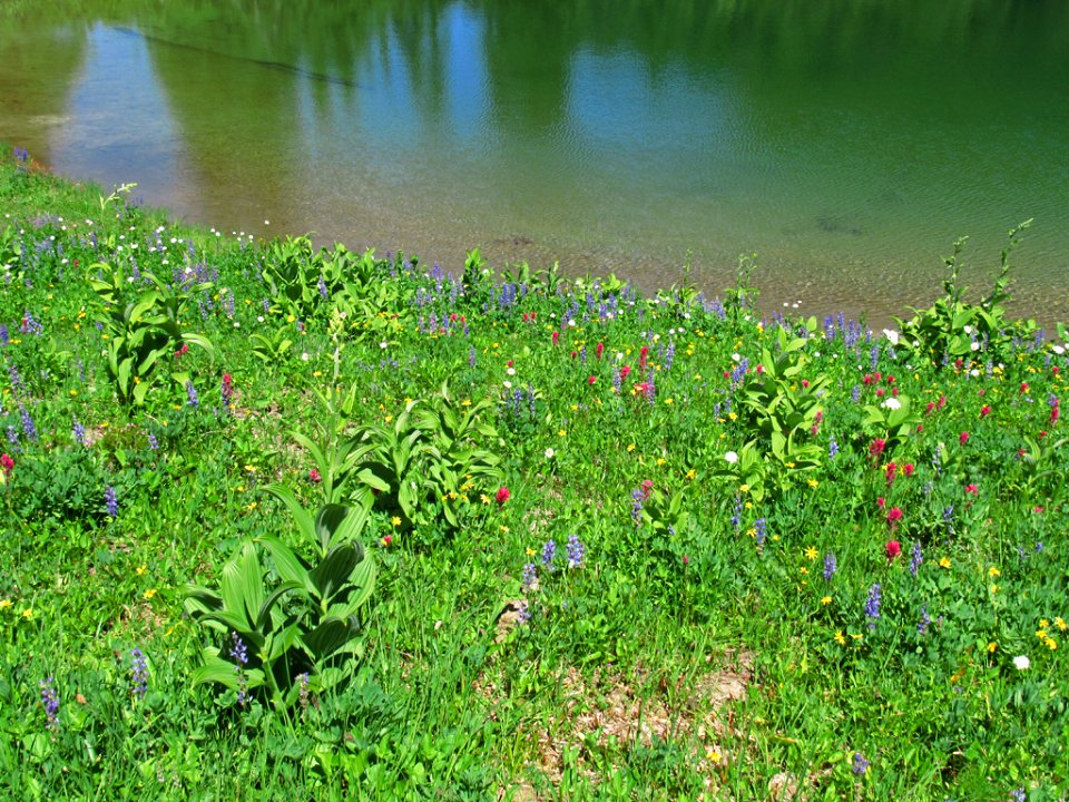 Tipsoo Lake Wildflowers at Mt. Rainier NP in WA
