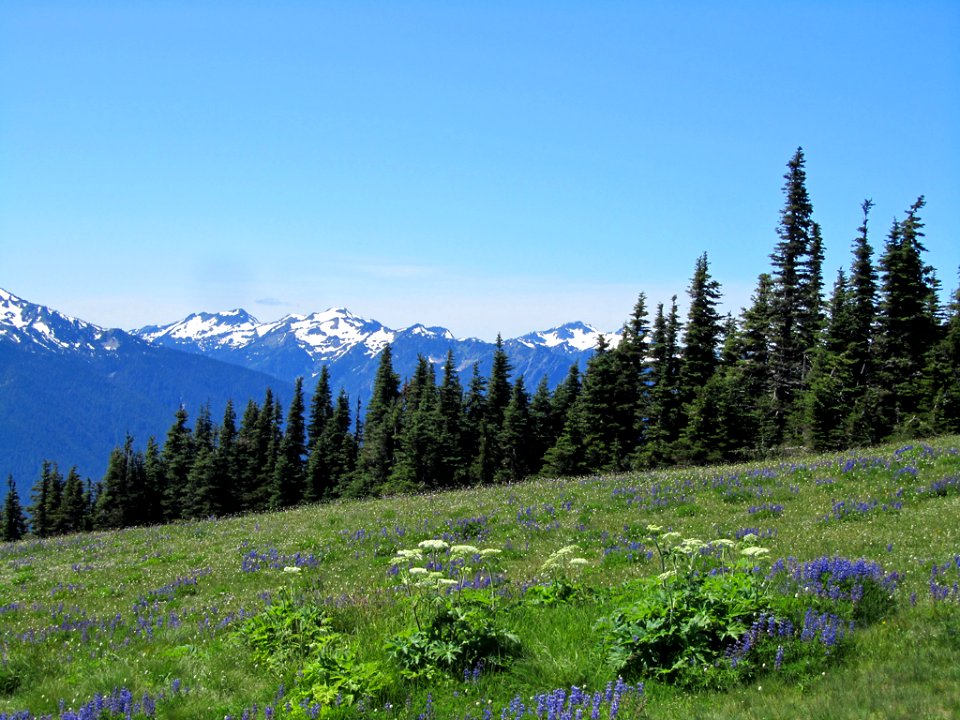 Hurricane Ridge at Olympic NP in WA