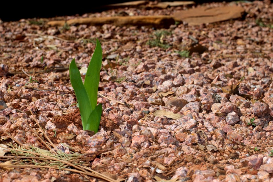 Hey! I'm Out Here Trying to Grow in the Driveway!
