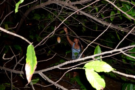 Stealing the cacao...