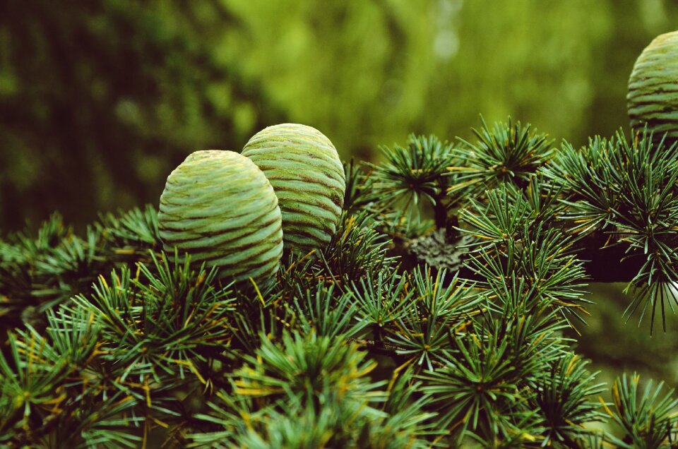 Pine cones pine earth