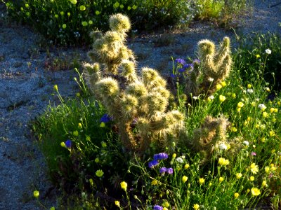 Morning Wildflowers in Desert near Borrego Springs, California photo