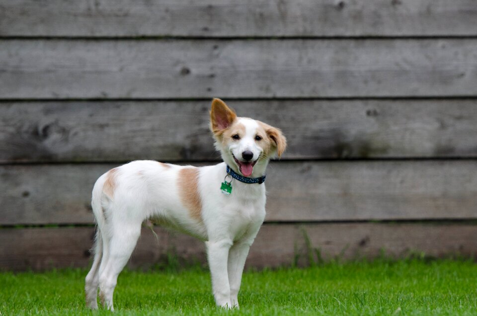 Bi color brown white dog young dog