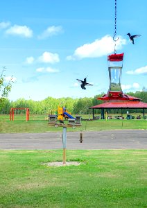 Birds visiting feeders at Iron River National Fish Hatchery