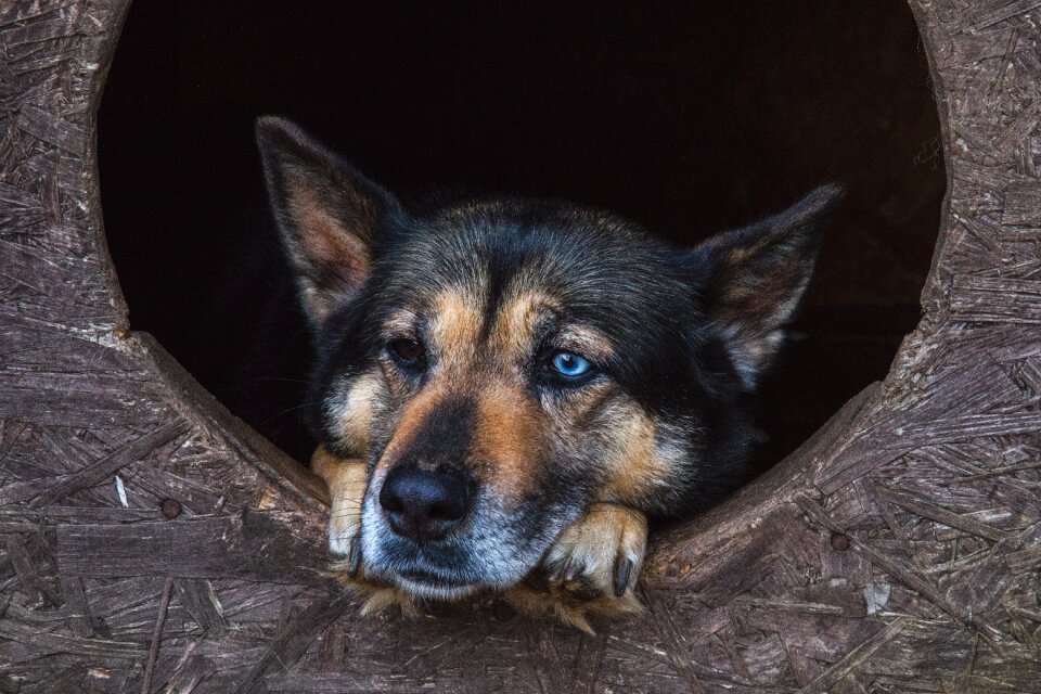 Looking blue eye pet