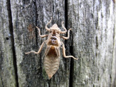 Insekt photo