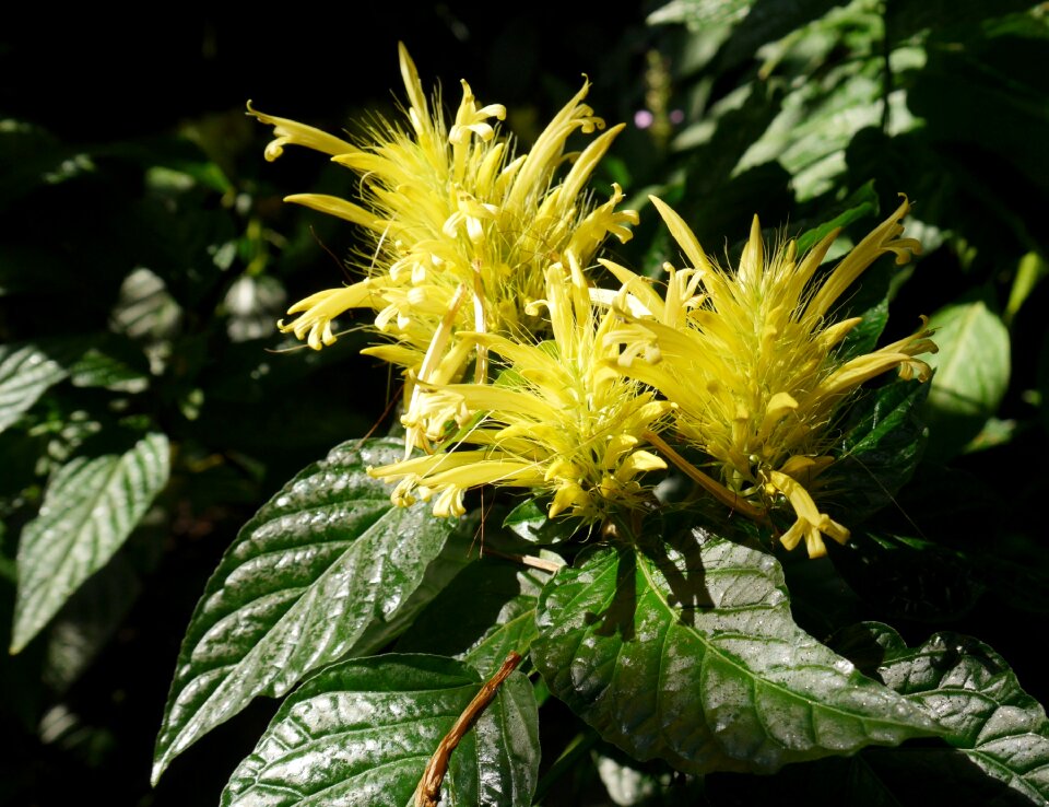 Plant close up color