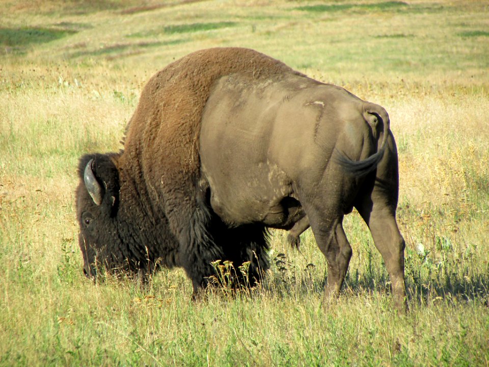 National Bison Range in MT