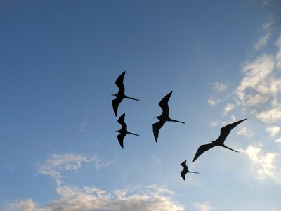 Birds flight soar photo