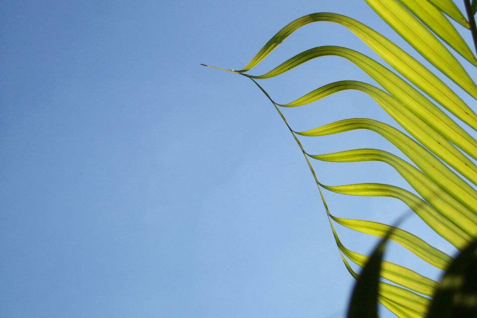 Leaf sky blue