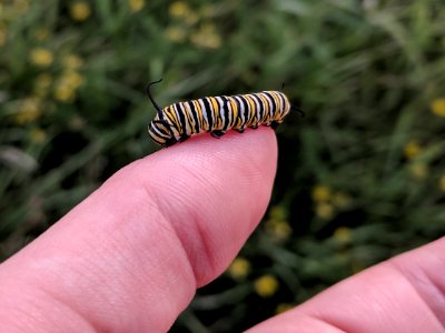 Monarch Caterpillar photo