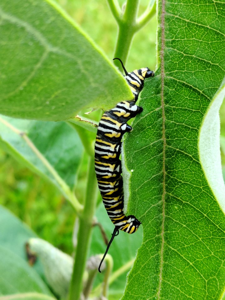 Monarch caterpillar on common milkweed