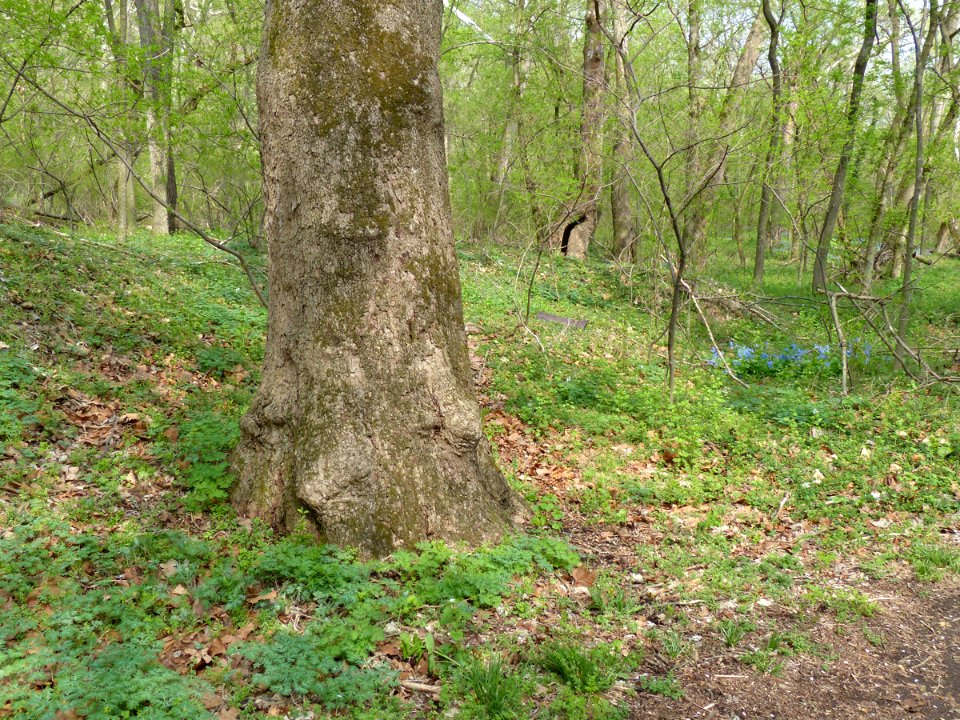 Rich Floodplain Forest at Harpers Ferry NHP