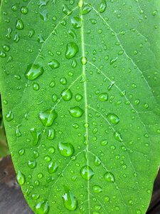 Green drop of water costs