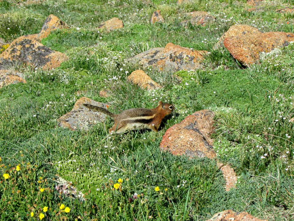 Ground Squirrel at Rocky Mountain NP in CO
