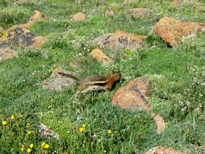 Ground Squirrel at Rocky Mountain NP in CO photo