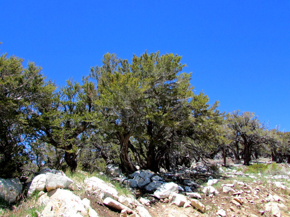 Great Basin NP in NV