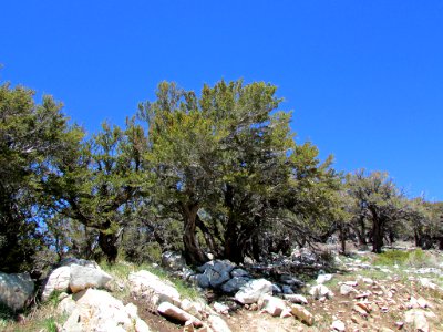 Great Basin NP in NV