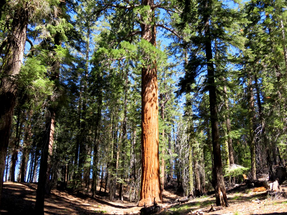 Kings Canyon NP in CA
