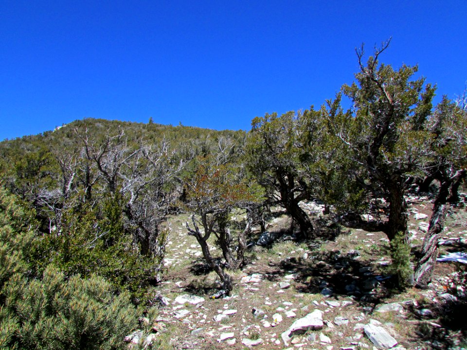 Great Basin NP in NV