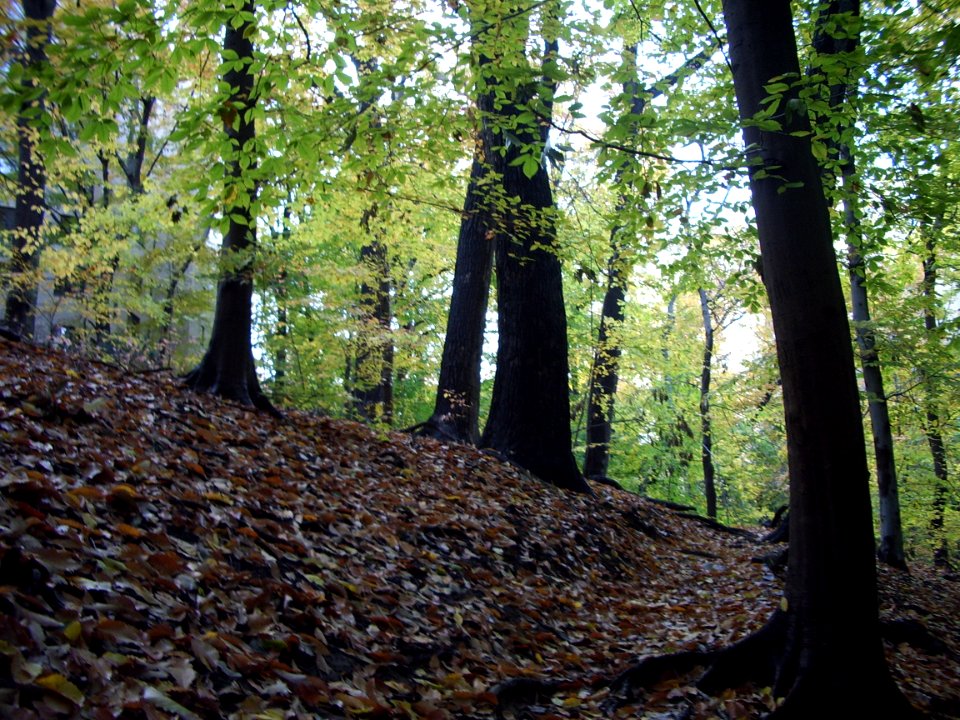 Mesic Mixed Hardwood Forest