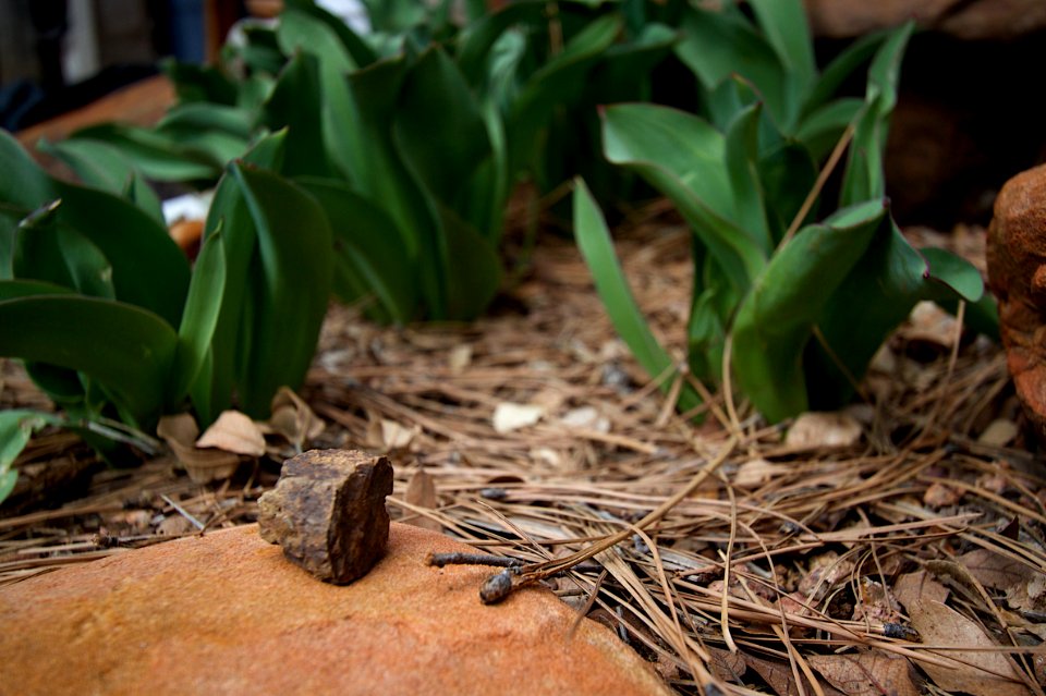 Tulip Season Indicator