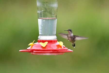 Ruby-throated hummingbird