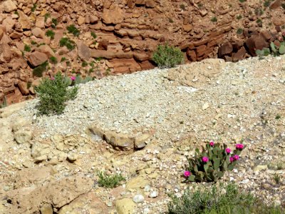 Marble Canyon in AZ photo