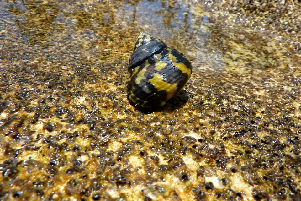finally a shell but it was alive...
