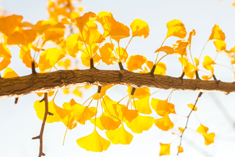 Beauty yellow branch