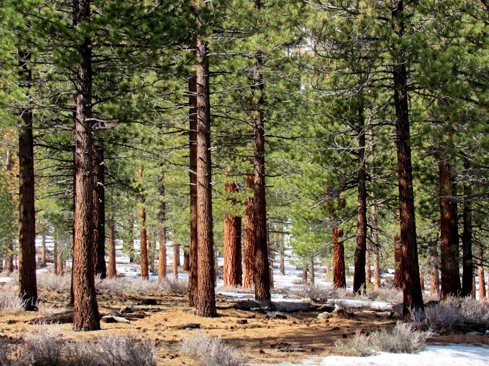 Cedar Trees in California