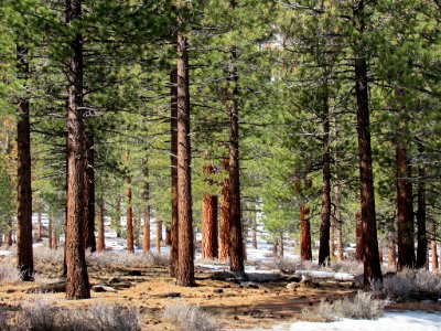 Cedar Trees in California