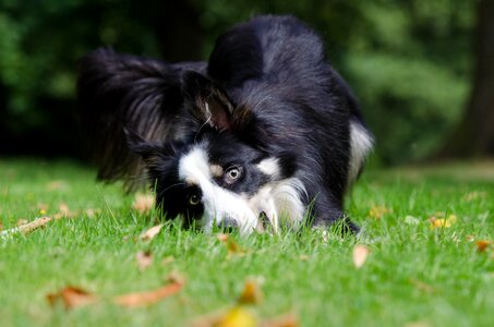 Border collie british sheepdog summer